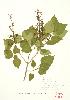  ( - MMD 015WP)  @11 [ ] CreativeCommons - Attribution Share-Alike (2012) University of Guelph OAC BIO Herbarium