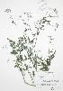  ( - RBG 129WP)  @11 [ ] CreativeCommons - Attribution Share-Alike (2012) University of Guelph OAC BIO Herbarium