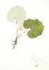  ( - JEM 145WP)  @11 [ ] CreativeCommons - Attribution Share-Alike (2012) University of Guelph OAC BIO Herbarium