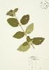  ( - JAG 0269WP)  @11 [ ] CreativeCommons - Attribution Share-Alike (2012) University of Guelph OAC BIO Herbarium