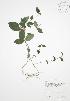  ( - RBG-Blitz 062WP)  @11 [ ] CreativeCommons - Attribution Share-Alike (2012) University of Guelph OAC BIO Herbarium