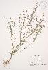  ( - JAG 0304WP)  @11 [ ] CreativeCommons - Attribution Share-Alike (2012) University of Guelph OAC BIO Herbarium