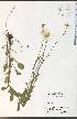  (Leucanthemum - CAL1793WP)  @13 [ ] CreativeCommons - Attribution Non-Commercial Share-Alike (2012) University of Guelph, Canada OAC-BIO Herbarium