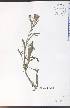  (Centaurea nigra - WC-63WP)  @13 [ ] CreativeCommons - Attribution Non-Commercial Share-Alike (2012) University of Guelph, Canada OAC-BIO Herbarium