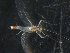  (Leucrocuta maculipennis - BIOUG00639-C07)  @13 [ ] CreativeCommons - Attribution (2011) CBG Photography Group Centre for Biodiversity Genomics