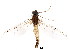  (Siphloplecton interlineatum - BIOUG00644-H07)  @14 [ ] CreativeCommons - Attribution (2011) CBG Photography Group Centre for Biodiversity Genomics