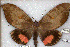  (Phyllodes imperialis complex - 25057-151018-IN)  @11 [ ] Copyright (2020) Robert Borth LepBio, LLC