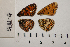  ( - RVcoll.12-Z356)  @12 [ ] Butterfly Diversity and Evolution Lab (2014) Roger Vila Institute of Evolutionary Biology