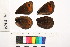  ( - RVcoll.12-Z359)  @12 [ ] Butterfly Diversity and Evolution Lab (2014) Roger Vila Institute of Evolutionary Biology