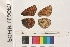  ( - RVcoll.070611MH09)  @12 [ ] Butterfly Diversity and Evolution Lab (2014) Roger Vila Institute of Evolutionary Biology