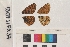  ( - RVcoll.130711PX37)  @12 [ ] Butterfly Diversity and Evolution Lab (2014) Roger Vila Institute of Evolutionary Biology