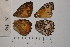  ( - RVcoll.LD-3213)  @11 [ ] Butterfly Diversity and Evolution Lab (2014) Roger Vila Institute of Evolutionary Biology