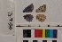  ( - RVcoll.13-T370)  @12 [ ] Butterfly Diversity and Evolution Lab (2014) Roger Vila Institute of Evolutionary Biology