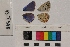  ( - RVcoll.13-T395)  @12 [ ] Butterfly Diversity and Evolution Lab (2014) Roger Vila Institute of Evolutionary Biology