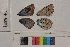  ( - RVcoll.14-A339)  @12 [ ] Butterfly Diversity and Evolution Lab (2014) Roger Vila Institute of Evolutionary Biology