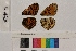  ( - RVcoll.14-A525)  @12 [ ] Butterfly Diversity and Evolution Lab (2014) Roger Vila Institute of Evolutionary Biology