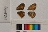  ( - RVcoll.14-B151)  @12 [ ] Butterfly Diversity and Evolution Lab (2014) Roger Vila Institute of Evolutionary Biology