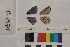  ( - RVcoll.14-B471)  @12 [ ] Butterfly Diversity and Evolution Lab (2014) Roger Vila Institute of Evolutionary Biology