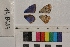  ( - RVcoll.14-B484)  @12 [ ] Butterfly Diversity and Evolution Lab (2014) Roger Vila Institute of Evolutionary Biology