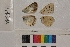  ( - RVcoll.14-D314)  @12 [ ] Butterfly Diversity and Evolution Lab (2014) Roger Vila Institute of Evolutionary Biology