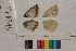  ( - RVcoll.14-D315)  @12 [ ] Butterfly Diversity and Evolution Lab (2014) Roger Vila Institute of Evolutionary Biology