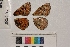  ( - RVcoll.14-D328)  @12 [ ] Butterfly Diversity and Evolution Lab (2014) Roger Vila Institute of Evolutionary Biology