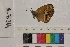  ( - RVcoll.14-E214)  @12 [ ] Butterfly Diversity and Evolution Lab (2014) Roger Vila Institute of Evolutionary Biology