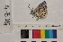  ( - RVcoll.14-E216)  @12 [ ] Butterfly Diversity and Evolution Lab (2014) Roger Vila Institute of Evolutionary Biology