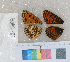  ( - RVcoll.12-Q105)  @12 [ ] Butterfly Diversity and Evolution Lab (2014) Roger Vila Institute of Evolutionary Biology