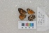  ( - RVcoll.LD-1187)  @11 [ ] Butterfly Diversity and Evolution Lab (2014) Roger Vila Institute of Evolutionary Biology