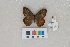  ( - RVcoll.LD-2093)  @11 [ ] Butterfly Diversity and Evolution Lab (2014) Roger Vila Institute of Evolutionary Biology