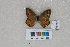  ( - RVcoll.LD-2244)  @11 [ ] Butterfly Diversity and Evolution Lab (2014) Roger Vila Institute of Evolutionary Biology