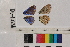  ( - RVcoll.14-L031)  @12 [ ] Butterfly Diversity and Evolution Lab (2014) Roger Vila Institute of Evolutionary Biology