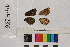  ( - RVcoll.14-N236)  @11 [ ] Butterfly Diversity and Evolution Lab (2014) Roger Vila Institute of Evolutionary Biology