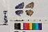  ( - RVcoll.14-N694)  @12 [ ] Butterfly Diversity and Evolution Lab (2014) Roger Vila Institute of Evolutionary Biology