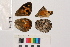  ( - RVcoll.14-N706)  @11 [ ] Butterfly Diversity and Evolution Lab (2014) Roger Vila Institute of Evolutionary Biology