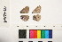  ( - RVcoll.150308GV90)  @12 [ ] Butterfly Diversity and Evolution Lab (2014) Roger Vila Institute of Evolutionary Biology
