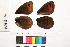  ( - RVcoll.11-E167)  @12 [ ] Butterfly Diversity and Evolution Lab (2014) Roger Vila Institute of Evolutionary Biology