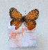  (Coenonympha corinna - RVcoll.LD-3383)  @13 [ ] Copyright (2012) Roger Vila Institute of Evolutionary Biology