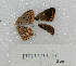  (Polyommatus celina - RVcoll.LD-2728)  @13 [ ] Unspecified (default): All Rights Reserved  Unspecified Unspecified