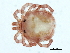  ( - CNC-IMS090101.087)  @11 [ ] CreativeCommons - Attribution (2010) CBG Photography Group Centre for Biodiversity Genomics