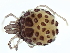  (Sperchontidae - CNC-IMS090126.014)  @15 [ ] CreativeCommons - Attribution (2010) CBG Photography Group Centre for Biodiversity Genomics