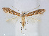  (Phyllonorycter orientalis - RMNH.5007896)  @14 [ ] CreativeCommons - Attribution Non-Commercial Share-Alike (2015) Unspecified Naturalis Biodiversity Centre