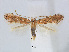  (Phyllonorycter QuercusspinosaTw - RMNH.5007899)  @14 [ ] CreativeCommons - Attribution Non-Commercial Share-Alike (2015) Unspecified Naturalis Biodiversity Centre
