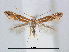  (Phyllonorycter CarpinusTaiwan - RMNH.5007900)  @14 [ ] CreativeCommons - Attribution Non-Commercial Share-Alike (2015) Unspecified Naturalis Biodiversity Centre