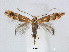  (Phyllonorycter triplacomis - RMNH.5007904)  @15 [ ] CreativeCommons - Attribution Non-Commercial Share-Alike (2015) Unspecified Naturalis Biodiversity Centre