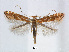  (Phyllonorycter cerasicolella - RMNH.5007906)  @15 [ ] CreativeCommons - Attribution Non-Commercial Share-Alike (2015) Unspecified Naturalis Biodiversity Centre