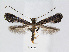  (Caloptilia callicarpae - RMNH.5007910)  @14 [ ] CreativeCommons - Attribution Non-Commercial Share-Alike (2015) Unspecified Naturalis Biodiversity Centre