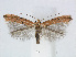  (Phyllonorycter SalixTaiwan - RMNH.5007913)  @15 [ ] CreativeCommons - Attribution Non-Commercial Share-Alike (2015) Unspecified Naturalis Biodiversity Centre