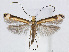 (Eteoryctis deversa - RMNH.5007918)  @13 [ ] CreativeCommons - Attribution Non-Commercial Share-Alike (2015) Unspecified Naturalis Biodiversity Centre